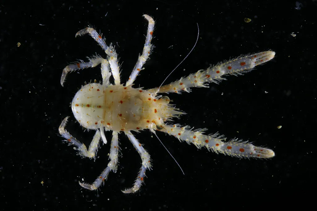 A squat lobster