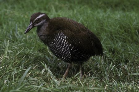 Guam rail bird with stocky body, striped chest feathers and stripes on its head walks through grass