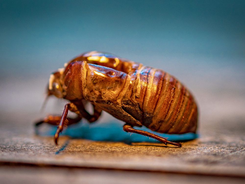 Cicada shell and its texture | Smithsonian Photo Contest | Smithsonian ...