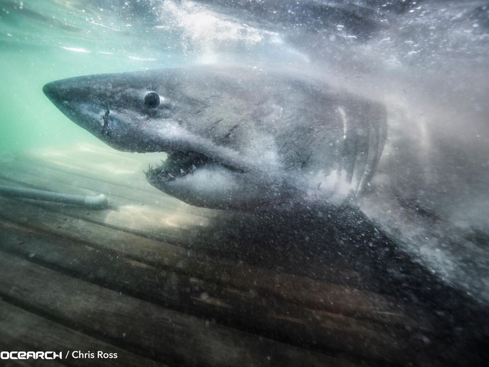 Shark photographed underwater