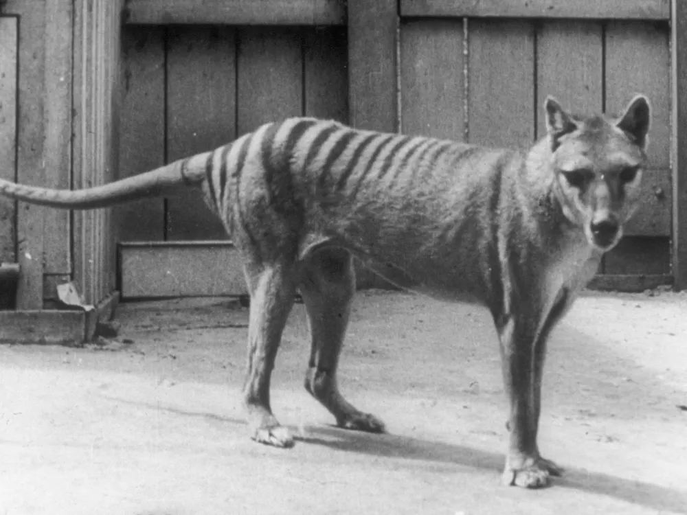 A black and white photo of a Tasmanian tiger standing in an enclosure