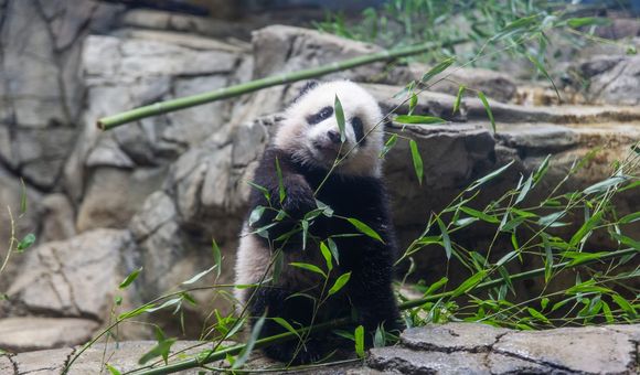 January was a month full of firsts for giant panda cub Xiao Qi Ji. The growing bear played with enrichment toys, took his first bites of sweet potato and bamboo, and had his first encounter with snow!