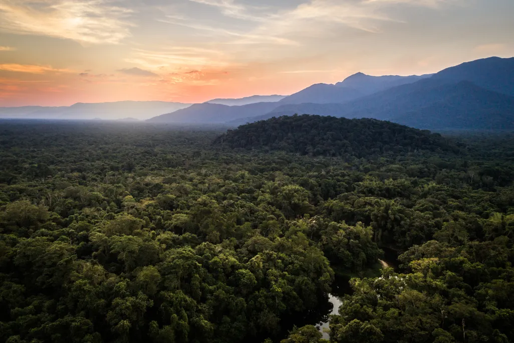 Green trees in a rainforest with large mountains behind them