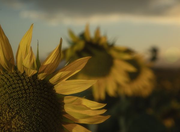 Sunflower thumbnail
