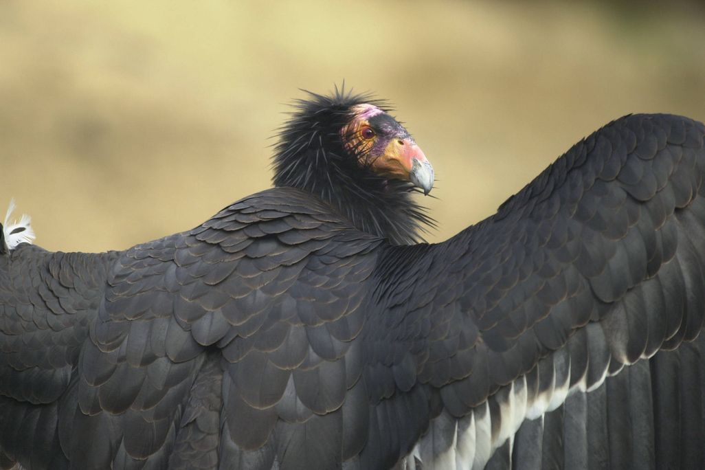 California condor holding up its wings