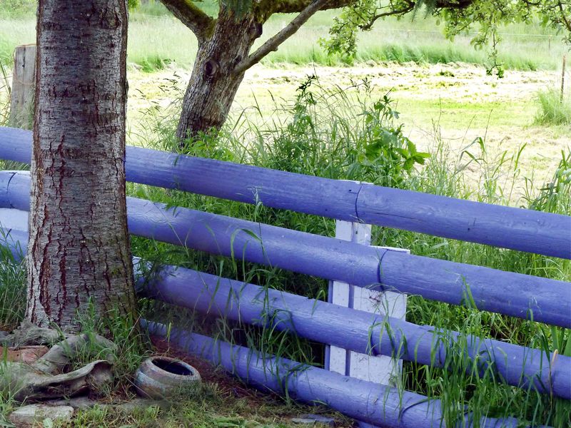 Purple fence in Sequim, Washington. Smithsonian Photo Contest
