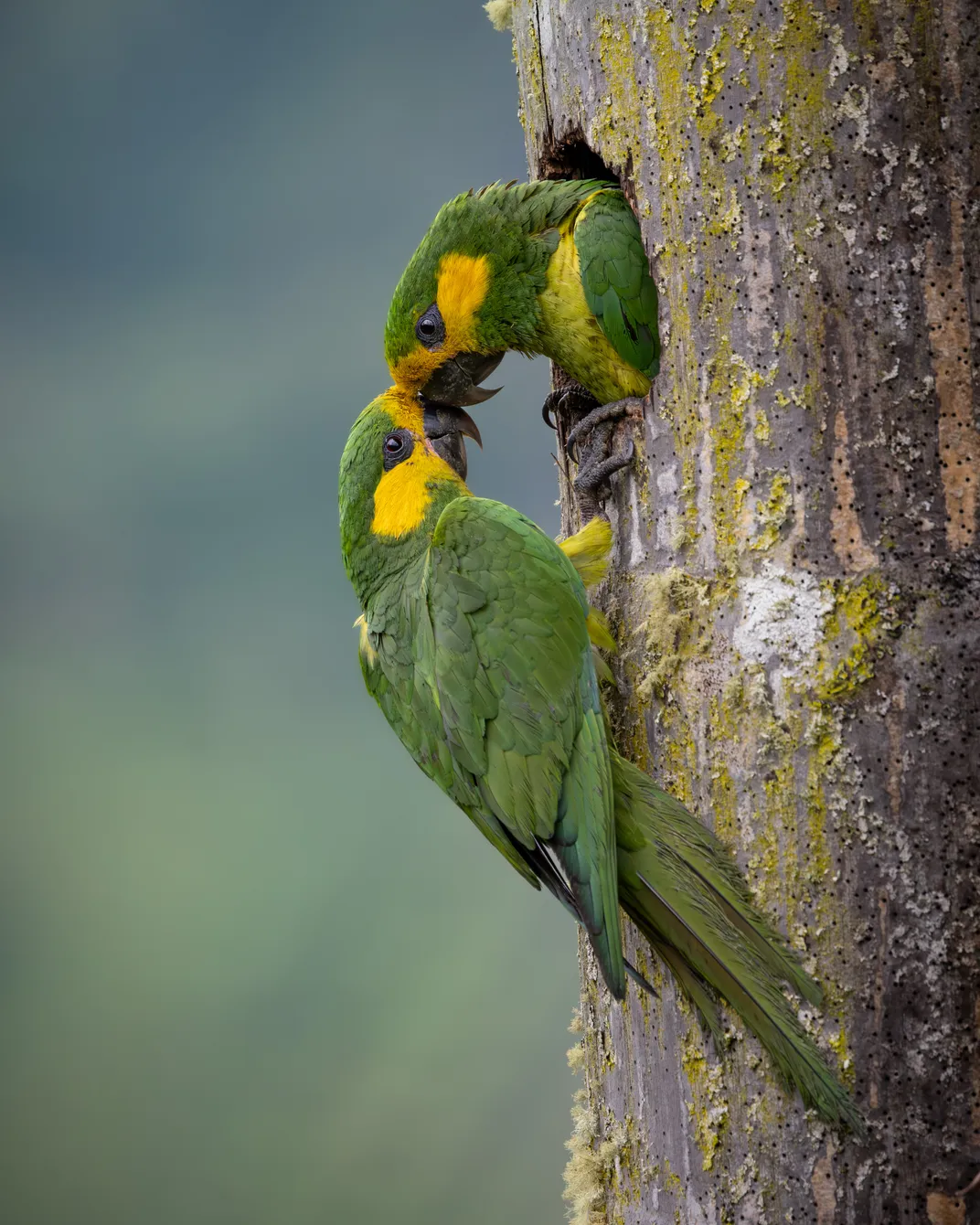 a green parrot with yellow on the side of its head pokes its head out from a hole in a tree and nuzzles a second parrot that is sitting on the side of the trunk