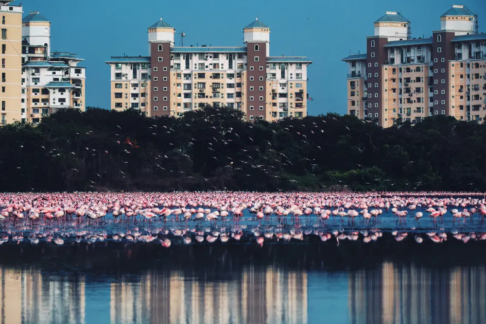 Flamingos land in the Talawe Lake in Navi Mumbai, a habitat that is part of the wetlands of Navi Mumbai. There is a peaceful coexistence as long as the habitats and the lakes are there. Once the habitat reduces because of future construction like golf courses or apartment complexes, the flamingos will need to find other suitable places which will give them their blue green algae as well as the ability to walk the water depths of unto 2 feet. The lesser flamingos are near threatened in the IUCN list as of now. What you see are the NRI Apartment buildings facing the Talawe Lake.