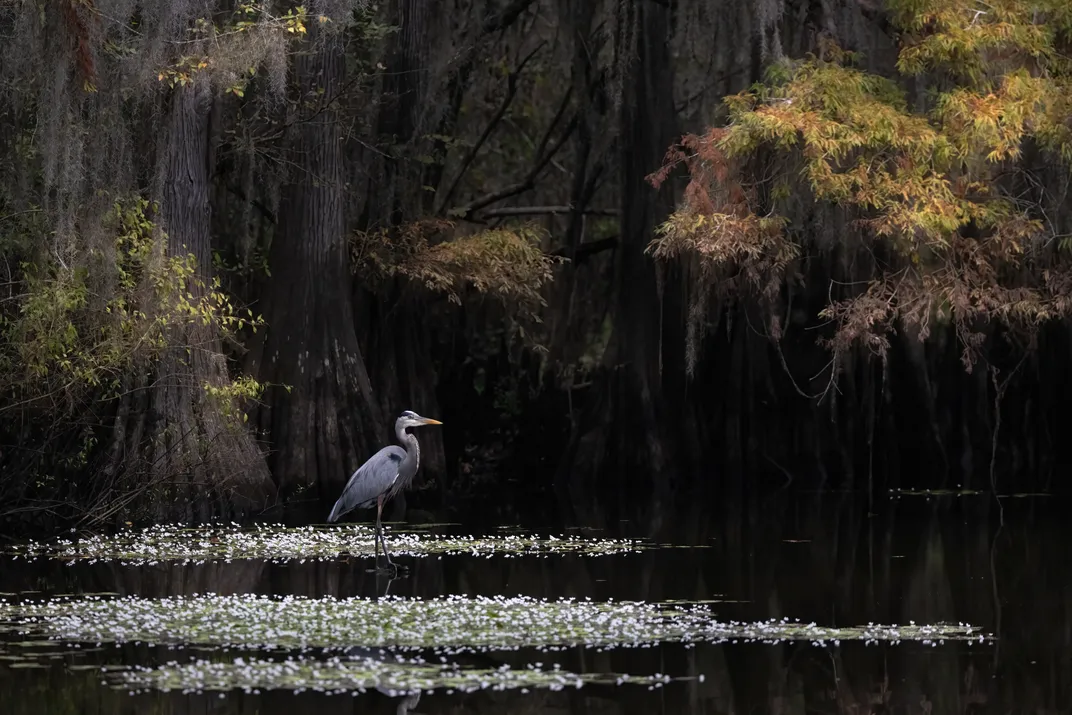 a great blue heron stands in water with large trees in the background and light sun