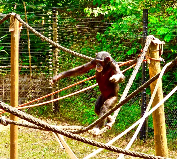 Amazing Young Chimp on a Tightrope!  Look Ma, No Hands! thumbnail