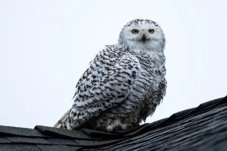 The new local celebrity of Cypress, California, perches on a rooftop.
