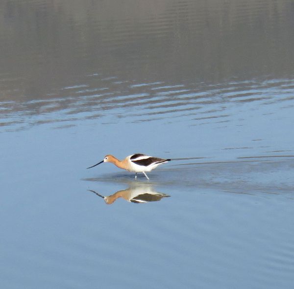 Crossing the pond thumbnail