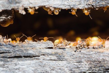 Ants and honey bees have been observed reproducing without males before, and now all-female termite colonies join the asexual group. 