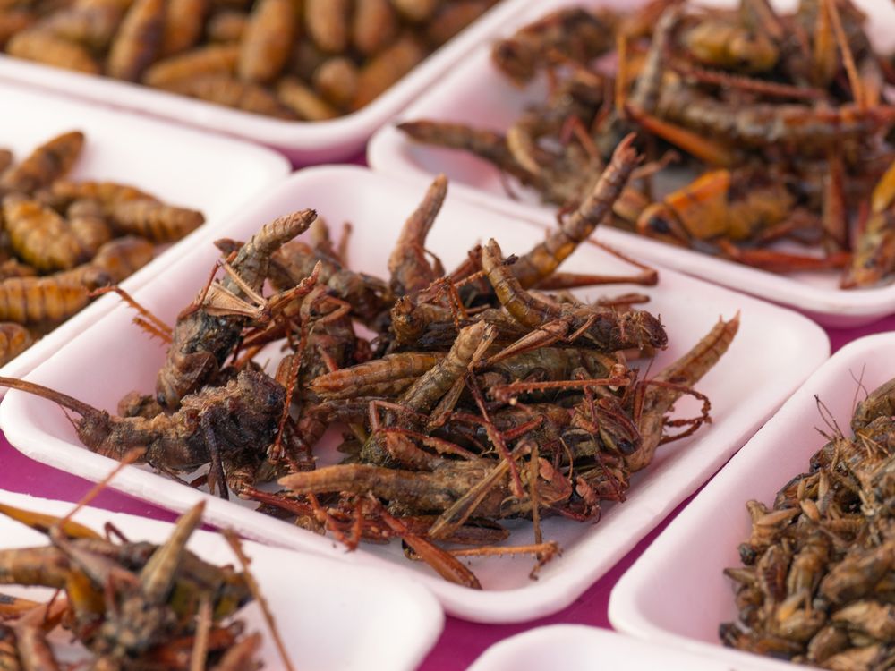 Close-up shot of insects in small bowls