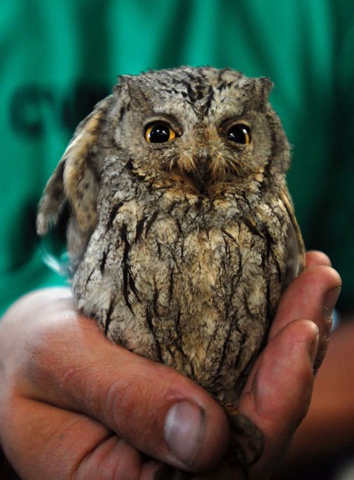 A feathered friend becomes a U.S. Navy stowaway.