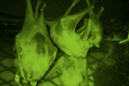 Foster mother, BD, feeds her adopted vampire bat pup in a captive bat colony at the Smithsonian Tropical Research Institute in Gamboa, Panama (surveillance camera image from Gerry Carter lab)