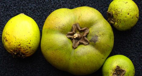 The Black Sapote fruit