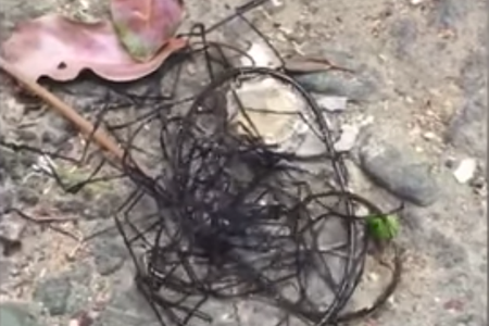 A horsehair worm seen in its adult state, in which it lives only to breed