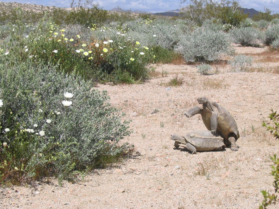 Tortoise matting