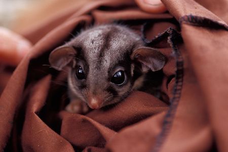An endangered Leadbeaters Possum peers from a research restraint bag.