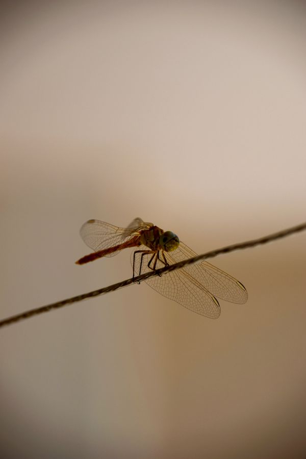 dragonfly thumbnail