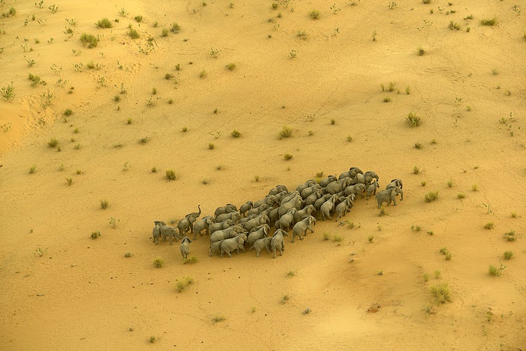 JULAUG14_B08_ChadElephants.jpg