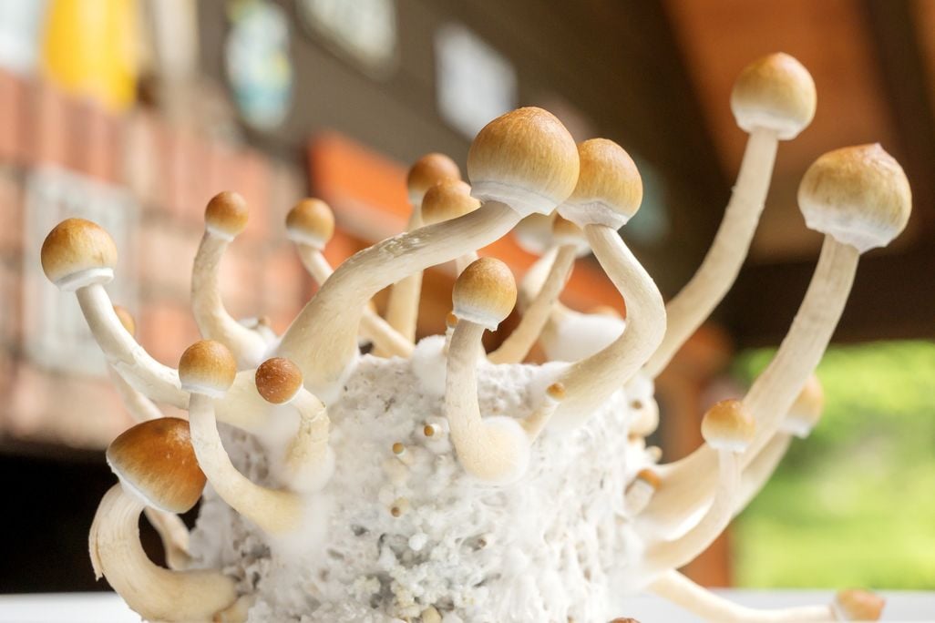 Mushrooms with light brown caps growing