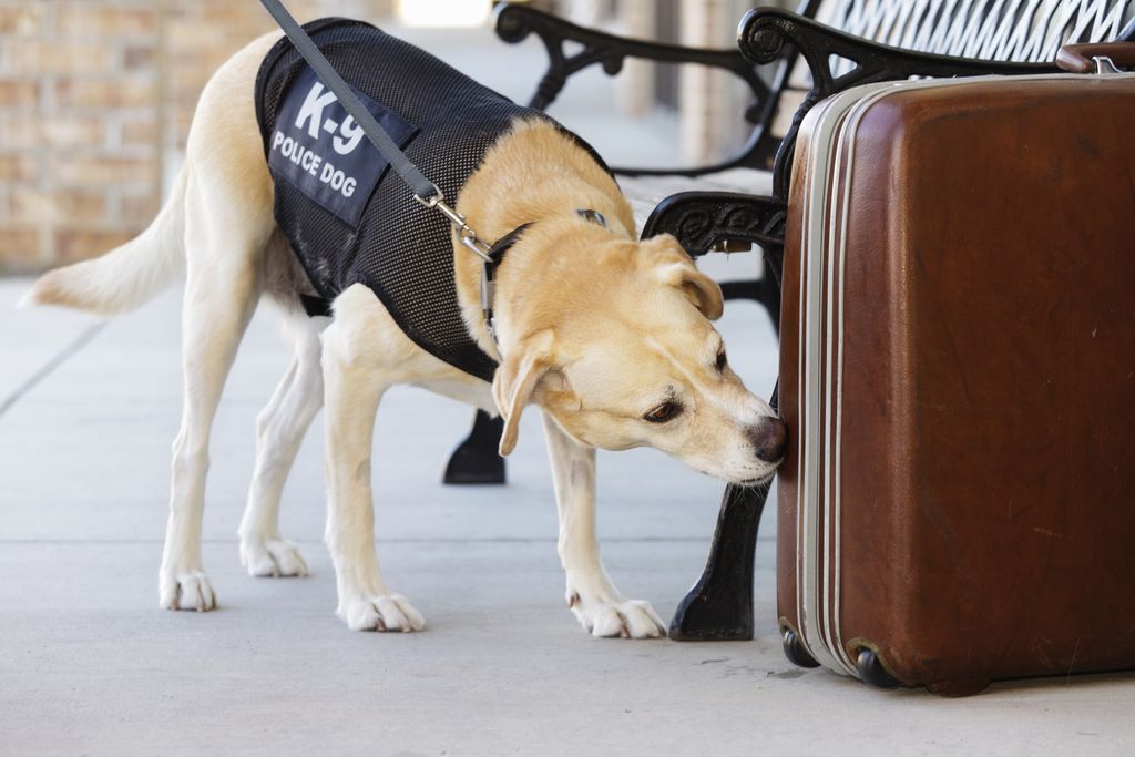 A dog wearing a K-9 Police Dog vest smells a suitcase