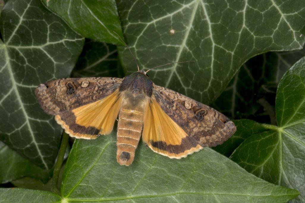 Moth