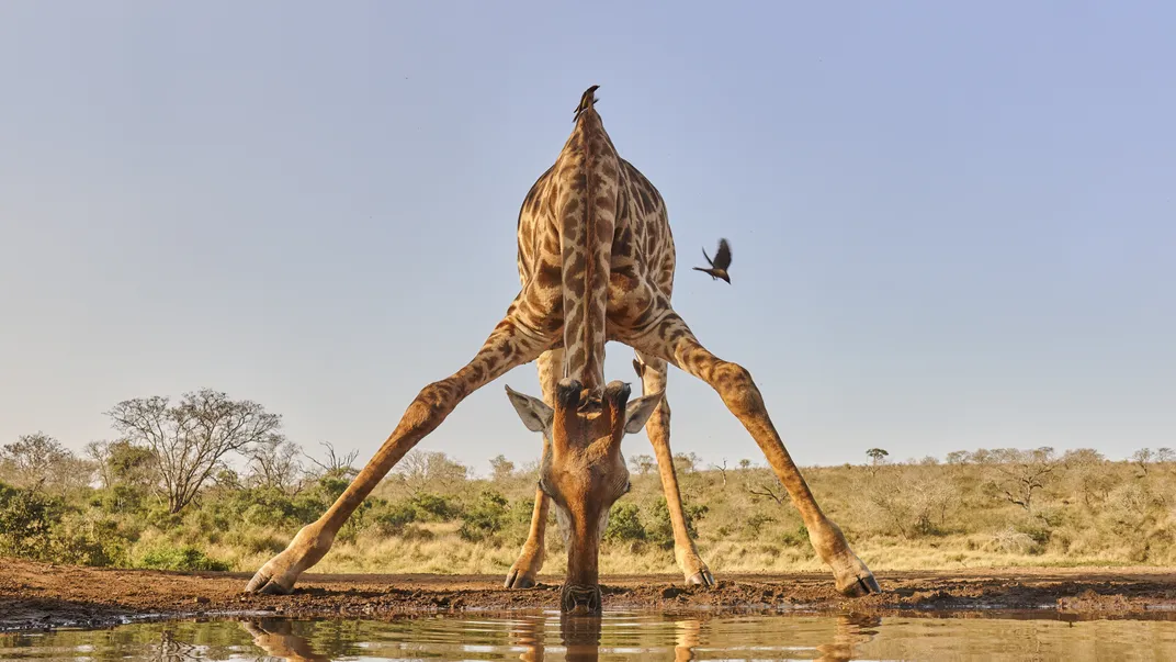 5 - A giraffe spreads its legs wide to lower its head and drink from a watering hole after sunrise in Zimanga Private Game Reserve.