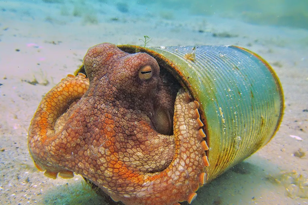 An image of a red octopus resting inside of a rusted tin can on the ocean floor