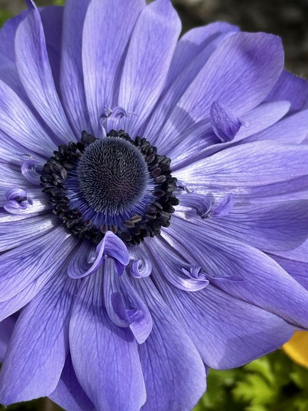 Perfectly Purple Poppy thumbnail