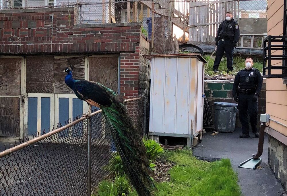 Escaped peacock