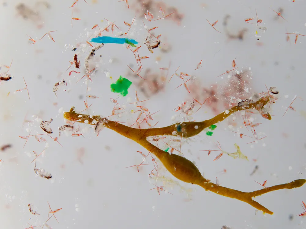 Microplastics and Plankton