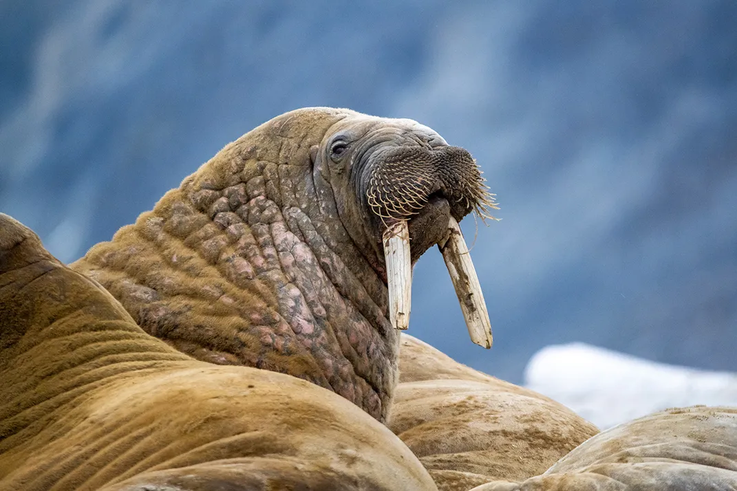 An Atlantic walruse