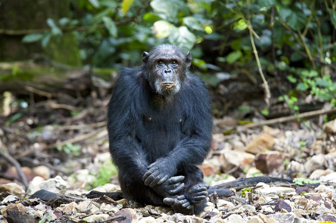 A chimpanzee in Gombe National Park. 