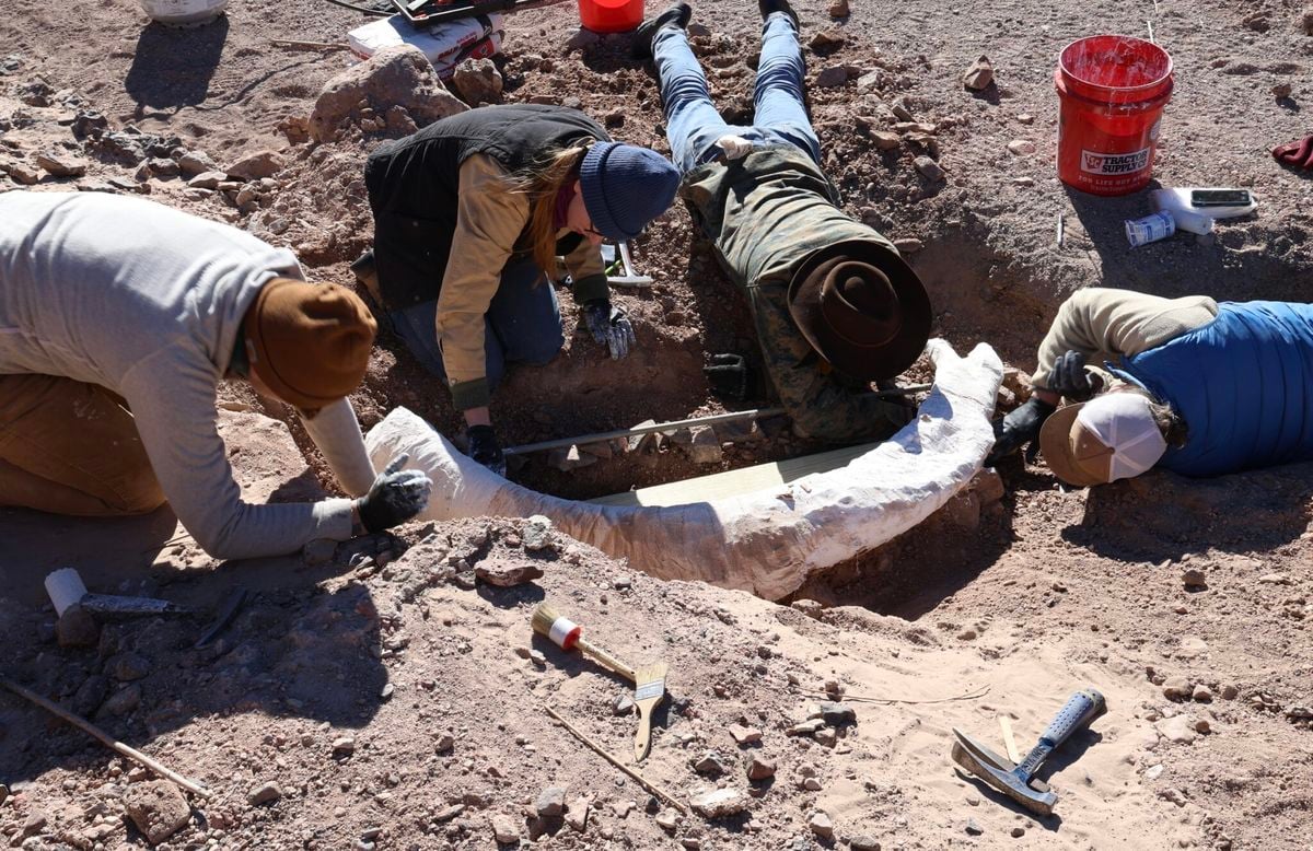 A Hunter Was Out Looking for Deer in West Texas. He Found a Rare Mammoth Tusk Instead