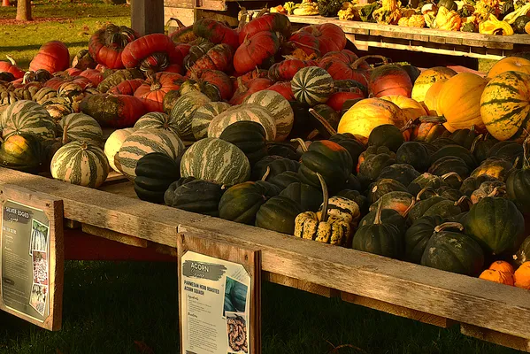 Pumpkins, squash, and decorative gourds-cultural traditions thumbnail