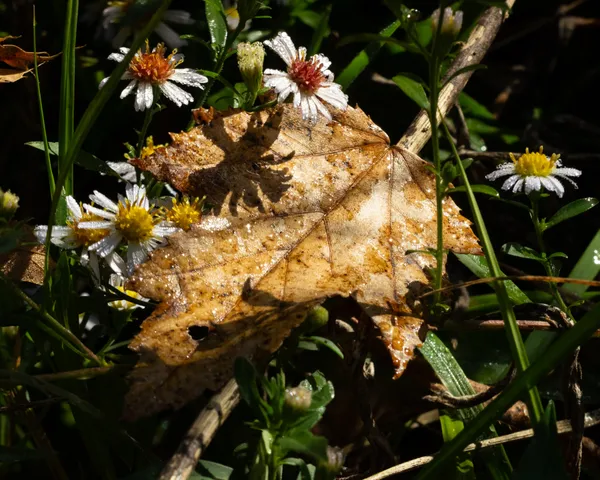 Dewdrops on Brown Autumn Maple Leaf and White Aster Flowers thumbnail