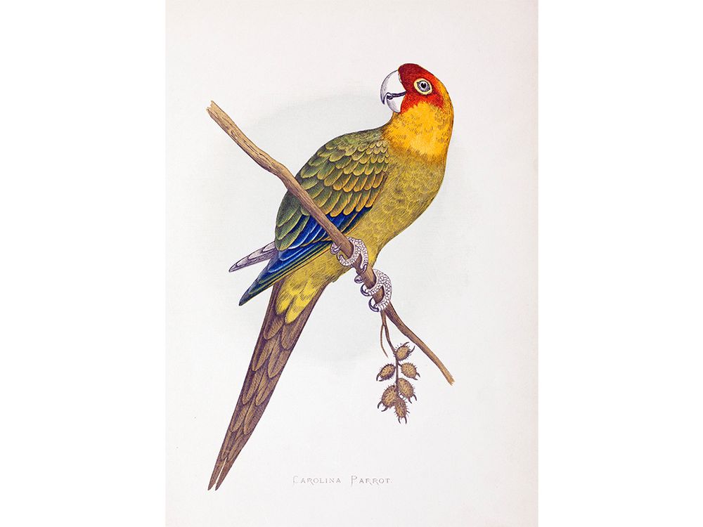 The Carolina parakeet