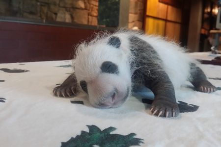 Keepers weighed the panda cub Sept. 14, when Mei Xiang left her den. He weighed 1.9 pounds.