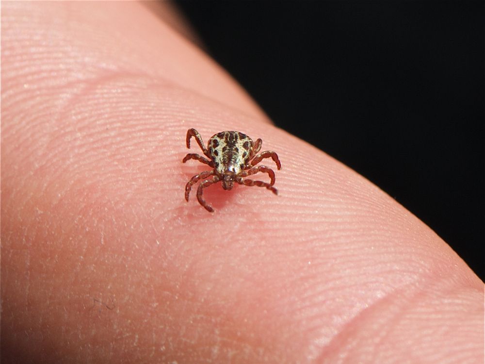 American dog tick