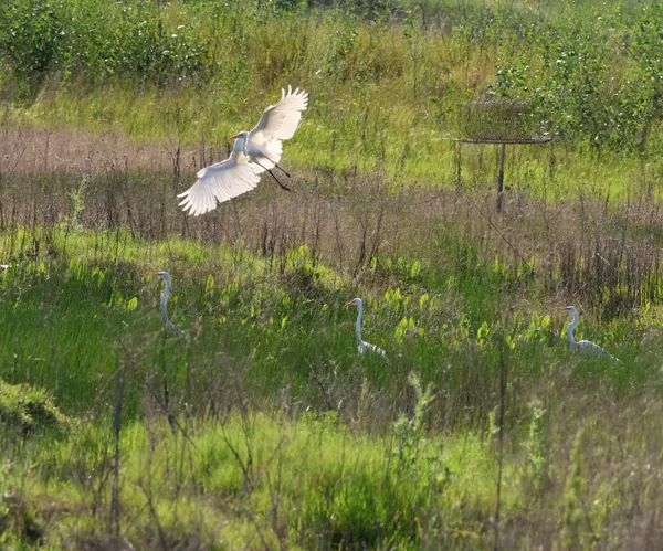 Egret at Centennial Park thumbnail