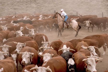 A woman herds cattle on horseback at Dumbell Ranch in Wyoming
