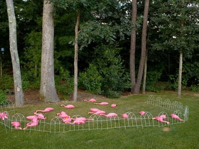 Dead Flamingos, 2009, Massachusetts.