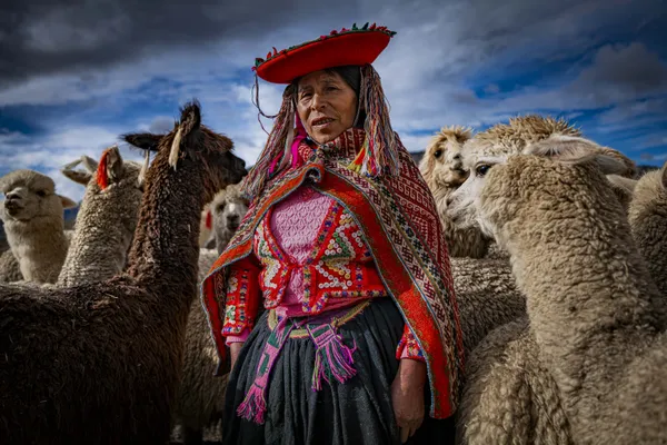 Sacred Herds in Peril: The Alpaca Farmer’s Fight for Survival thumbnail