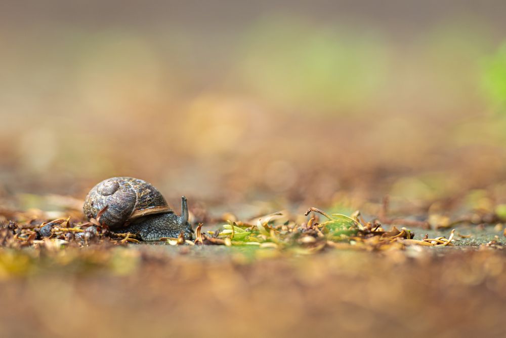 A small snail crossing the road.