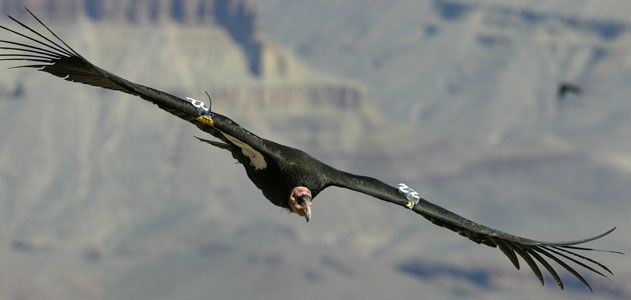 Soaring California Condor