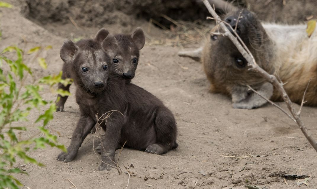 Hyena Siblings Consider the Wider World | Smithsonian Photo Contest