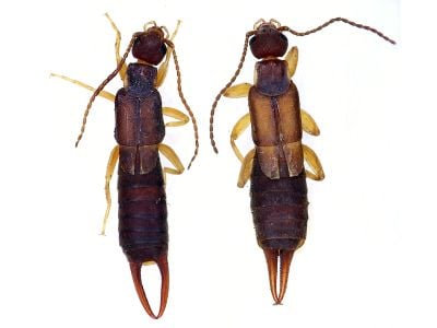 A male (left) and female (right) Nala lividipes earwig